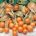 Cape gooseberry ، Inca berry ، Aztec berry ، giant ground cherry, African ground cherry, Peruvian gr